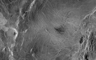 <h1>PIA00245:  Venus - 600 Kilometer Segment of Longest Channel on Venus</h1><div class="PIA00245" lang="en" style="width:800px;text-align:left;margin:auto;background-color:#000;padding:10px;max-height:150px;overflow:auto;">This compressed resolution radar mosaic from Magellan at 49 degrees north latitude, 165 degrees east longitude with dimensions of 460 by 460 kilometers (285 by 285 miles), shows a 600 kilometers (360 mile segment of the longest channel discovered on Venus to date. The channel is approximately 1.8 kilometers (1.1 miles) wide. At more than 7,000 kilometers (4,200 miles) long, it is several hundred kilometers longer than the Nile River, Earth's longest river, thus making it the longest known channel in the solar system. Both ends of the channel are obscured, however, so its original length is unknown. The channel was initially discovered by the Soviet Venera 15-16 orbiters which, in spite of their one kilometer resolution, detected more than 1,000 kilometers (620 miles) of the channel. These channel-like features are common on the plains of Venus. In some places they appear to have been formed by lava which may have melted or thermally eroded a path over the plains' surface. Most are 1 to 3 kilometers (0.6 to 2 miles) wide. They resemble terrestrial meandering rivers in some aspects, with meanders, cutoff bows and abandoned channel segments. However, Venus channels are not as tightly sinuous as terrestrial rivers. Most are partly buried by younger lava plains, making their sources difficult to identify. A few have vast radar-dark plains units associated with them, suggesting large flow volumes. These channels, with large deposits appear to be older than other channel types, as they are crossed by fractures and wrinkle ridges, and are often buried by other volcanic materials. In addition, they appear to run both upslope and downslope, suggesting that the plains were warped by regional tectonism after channel formation. Resolution of the Magellan data is about 120 meters (400 feet).<br /><br /><a href="http://photojournal.jpl.nasa.gov/catalog/PIA00245" onclick="window.open(this.href); return false;" title="Voir l'image 	 PIA00245:  Venus - 600 Kilometer Segment of Longest Channel on Venus	  sur le site de la NASA">Voir l'image 	 PIA00245:  Venus - 600 Kilometer Segment of Longest Channel on Venus	  sur le site de la NASA.</a></div>