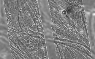 <h1>PIA00281:  Ganymede - Galileo Mosaic Overlayed on Voyager Data in Uruk Sulcus Region</h1><div class="PIA00281" lang="en" style="width:800px;text-align:left;margin:auto;background-color:#000;padding:10px;max-height:150px;overflow:auto;">A mosaic of four Galileo high-resolution images of the Uruk Sulcus region of Jupiter's moon Ganymede is shown within the context of an image of the region taken by Voyager 2 in 1979. The image shows details of parallel ridges and troughs that are the principal features in the brighter regions of Ganymede. The Galileo frames unveil the fine-scale topography of Ganymede's ice-rich surface, permitting scientists to develop a detailed understanding of the processes that have shaped Ganymede. Resolution of the Galileo images is 74 meters (243 feet) per pixel, while resolution of the Voyager image is 1.3 kilometers (0.8 mile) per pixel. In this view, north is to the top, and the sun illuminates the surface from the lower left nearly overhead. The area shown, at latitude 10 degrees north, longitude 168 degrees west, is about 120 by 110 kilometers (75 by 68 miles) in extent. The image was taken June 27 at a range of 7,448 kilometers (4,628 miles). The Jet Propulsion Laboratory manages the Galileo mission for NASA's Office of Space Science.<br /><br /><a href="http://photojournal.jpl.nasa.gov/catalog/PIA00281" onclick="window.open(this.href); return false;" title="Voir l'image 	 PIA00281:  Ganymede - Galileo Mosaic Overlayed on Voyager Data in Uruk Sulcus Region	  sur le site de la NASA">Voir l'image 	 PIA00281:  Ganymede - Galileo Mosaic Overlayed on Voyager Data in Uruk Sulcus Region	  sur le site de la NASA.</a></div>