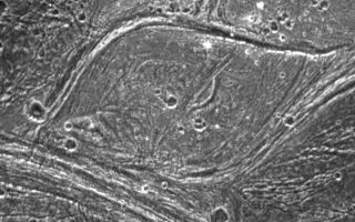<h1>PIA01091:  Complex Tectonism on Ganymede</h1><div class="PIA01091" lang="en" style="width:720px;text-align:left;margin:auto;background-color:#000;padding:10px;max-height:150px;overflow:auto;">Complex tectonism is evident in these images of Ganymede's surface. The solid state imaging camera on NASA's Galileo spacecraft imaged this region as it passed Ganymede during its second orbit through the Jovian system. The 80 kilometer (50 mile) wide lens-shaped feature in the center of the image is located at 32 degrees latitude and 188 degrees longitude along the border of a region of ancient dark terrain known as Marius Regio, and is near an area of younger bright terrain named Nippur Sulcus. The tectonism that created the structures in the bright terrain nearby has strongly affected the local dark terrain to form unusual structures such as the one shown here. The lens-like appearance of this feature is probably due to shearing of the surface, where areas have slid past each other and also rotated slightly. Note that in several places in these images, especially around the border of the lens-shaped feature, bright ridges appear to turn into dark grooves. Analysis of the geologic structures in areas like this are helping scientists to understand the complex tectonic history of Ganymede.<p>North is to the top-left of the image, and the sun illuminates the surface from the southeast. The image covers an area about 63 kilometers (39 miles) by 120 kilometers (75 miles) across at a resolution of 188 meters (627 feet) per picture element. The images were taken on September 6, 1996 at a range of 18,522 kilometers (11,576 miles) by the solid state imaging (CCD) system on NASA's Galileo spacecraft.<p>The Jet Propulsion Laboratory, Pasadena, CA manages the Galileo mission for NASA's Office of Space Science, Washington, DC. JPL is an operating division of California Institute of Technology (Caltech).<p>This image and other images and data received from Galileo are posted on the World Wide Web, on the Galileo mission home page at URL http://galileo.jpl.nasa.gov.<br /><br /><a href="http://photojournal.jpl.nasa.gov/catalog/PIA01091" onclick="window.open(this.href); return false;" title="Voir l'image 	 PIA01091:  Complex Tectonism on Ganymede	  sur le site de la NASA">Voir l'image 	 PIA01091:  Complex Tectonism on Ganymede	  sur le site de la NASA.</a></div>
