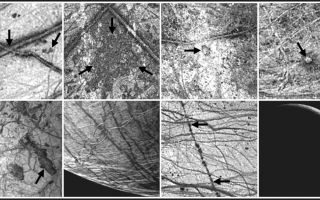 <h1>PIA01407:  Europa Imaging Highlights during GEM</h1><div class="PIA01407" lang="en" style="width:800px;text-align:left;margin:auto;background-color:#000;padding:10px;max-height:150px;overflow:auto;"><p>During the two year Galileo Europa Mission (GEM), NASA's Galileo spacecraft will focus intensively on Jupiter's intriguing moon, Europa. This montage shows samples of some of the features that will be imaged during eight successive orbits. The images in this montage are in order of increasing orbit from the upper left (orbit 11) to the lower right (orbit 19).<p>DESCRIPTIONS AND APPROXIMATE RESOLUTIONSTriple bands and dark spots<p>1.6 kilometers/pixelConamara Chaos<p>1.6 kilometers/pixelMannan'an Crater<p>1.6 kilometers/ pixelCilix<p>1.6 kilometers/pixelAgenor Linea and Thrace Macula<p>2 kilometers/pixelSouth polar terrain<p>2 kilometers/pixelRhadamanthys Linea<p>1.6 kilometers/pixelEuropa plume search<p>7 kilometers/pixel< /tr><p>1. Triple bands and dark spots were the focus of some images from Galileo's eleventh orbit of Jupiter. Triple bands are multiple ridges with dark deposits along the outer margins. Some extend for thousands of kilometers across Europa's icy surface. They are cracks in the ice sheet and indicate the great stresses imposed on Europa by tides raised by Jupiter, as well as Europa's neighboring moons, Ganymede and Io. The dark spots or "lenticulae" are spots of localized disruption.<p>2. The Conamara Chaos region reveals icy plates which have broken up, moved, and rafted into new positions. This terrain suggests that liquid water or ductile ice was present near the surface. On Galileo's twelfth orbit of Jupiter, sections of this region with resolutions as high as 10 meters per picture element will be obtained.<p>3. Mannann'an Crater is a feature newly discovered by Galileo in June 1996. Color and high resolution images (to 40 meters per picture element) from Galileo's fourteenth orbit of Jupiter will offer a close look at the crater and help characterize how impacts affect the icy surface of this moon.<p>4. Cilix, a large mound about 1.5 kilometers high, is the center of Europa's coordinate system. Its concave top and what may be flow like features to the southwest of the mound are especially intriguing. The origin of this feature is unknown at present. Color, stereo, and high resolution images (to 65 meters per picture element) from Galileo's fifteenth orbit of Jupiter will offer new insights and resolve questions about its origin.<p>5. Images of Agenor Linea (white arrow) and Thrace Macula (black arrow) with resolutions as high as 30 meters per picture element will be obtained during Galileo's sixteenth orbit of Jupiter. Agenor is an unusually bright lineament on Europa. Is the brightness due to new ice, and if so, does it represent recent activity? Could the dark region of Thrace Macula be a flow from ice volcanism?<p>6. Images of Europa's south polar terrain obtained during Galileo's seventeenth orbit of Jupiter will offer insights into the processes which are active in this region. Is the ice crust thicker near Europa's poles than near the equator? The prominent dark line running from upper left to lower right through the center of this image is Astypalaea Linea. It is a fault about the length of the San Andreas fault in California and is the largest such fault known on Europa. Images with resolutions of 48 meters per picture element will be obtained to examine its geologic structure.<p>7. This long lineament, Rhadamanthys Linea. is spotted with dark "freckles." Are these freckle features formed by icy volcanism? Is this an early form of a triple band? Stereo and high resolution (to 46 meters per picture element) obtained during Galileo's eighteenth orbit of Jupiter may indicate whether the lineament is the result of volcanic processes or is formed by other surface processes.<p>8. During Galileo's nineteenth orbit of Jupiter, images of Europa will be taken with very low sun illuminations, similar to taking a picture at sunset or sunrise. The object will be to search for backlit plumes issuing from icy volcanic vents. Such plumes would be direct evidence of a liquid ocean beneath the ice. Resolutions will be as high as 40 meters per picture element. This picture was simulated image from Galileo data obtained during the spacecraft's second orbit of Jupiter in September 1996.<p>North is to the top of the pictures. During orbit 13, the Galileo spacecraft was behind the sun from our vantage point on Earth so it did not obtain or transmit data from that orbit. The left two images in the bottom row were obtained by NASA's Voyager 2 spacecraft in 1979; the remaining images were obtained by the Solid State Imaging (SSI) system on NASA's Galileo spacecraft in 1996.<p>The Jet Propulsion Laboratory, Pasadena, CA manages the Galileo mission for NASA's Office of Space Science, Washington, DC. JPL is an operating division of California Institute of Technology (Caltech).<p>This image and other images and data received from Galileo are posted on the World Wide Web, on the Galileo mission home page at URL http://galileo.jpl.nasa.gov. Background information and educational context for the images can be found at <a href="http://www2.jpl.nasa.gov/galileo/sepo/" target="_blank">http://www.jpl.nasa.gov/galileo/sepo</a>..<br /><br /><a href="http://photojournal.jpl.nasa.gov/catalog/PIA01407" onclick="window.open(this.href); return false;" title="Voir l'image 	 PIA01407:  Europa Imaging Highlights during GEM	  sur le site de la NASA">Voir l'image 	 PIA01407:  Europa Imaging Highlights during GEM	  sur le site de la NASA.</a></div>