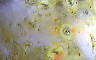 <h1>PIA01604:  Close-up color view of Io</h1><div class="PIA01604" lang="en" style="width:581px;text-align:left;margin:auto;background-color:#000;padding:10px;max-height:150px;overflow:auto;"><p>This is the highest resolution color picture taken so far of Jupiter s volcanic moon Io by NASA s Galileo spacecraft. At 3 kilometers (about 2 miles) per picture element, the fiery satellite is seen against a backdrop of Jupiter's cloud tops, which appear blue in this false-color composite. Among the surprises seen on the moon s surface are several small, distinctly greenish patches and subtle violet hues at the cores and margins of bright sulfur dioxide-rich regions (like the one in the lower right). Dark spots, many flagged by bright red pyroclastic deposits, (deposits from explosive ejecta), mark the sites of current volcanic activity. Most of Io's riotous color is due to the presence of sulfur compounds, but the dark materials that make up the flows and calderas are probably silicate rock.</p><p>North is to the top of the picture. The images used to construct this composite were taken in the 1- micron, green and violet filters of the solid state imaging camera system on NASA's Galileo spacecraft. The images were taken on March 29, 1998 at a range of 294,000 kilometers (about 183,000 miles).</p><p>The Jet Propulsion Laboratory, Pasadena, CA manages the Galileo mission for NASA's Office of Space Science, Washington, DC.</p><p>This image and other images and data received from Galileo are posted on the World Wide Web, on the Galileo mission home page at URL <a href="http://solarsystem.nasa.gov/galileo/" target="_blank">http://solarsystem.nasa.gov/galileo/</a>. Background information and educational context for the images can be found at <a href="http://www2.jpl.nasa.gov/galileo/sepo/" target="_blank">http://www.jpl.nasa.gov/galileo/sepo</a>.<br /><br /><a href="http://photojournal.jpl.nasa.gov/catalog/PIA01604" onclick="window.open(this.href); return false;" title="Voir l'image 	 PIA01604:  Close-up color view of Io	  sur le site de la NASA">Voir l'image 	 PIA01604:  Close-up color view of Io	  sur le site de la NASA.</a></div>