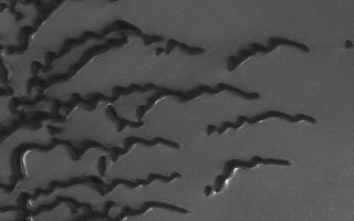 <h1>PIA01933:  Summertime View of North Polar Sand Dunes</h1><div class="PIA01933" lang="en" style="width:690px;text-align:left;margin:auto;background-color:#000;padding:10px;max-height:150px;overflow:auto;"><p>10 October 2006<br />This Mars Global Surveyor (MGS) Mars Orbiter Camera (MOC) image shows a suite of dunes in one of the several north polar dune fields. The bright surfaces adjacent to some of the dunes are patches of frost. These dunes spend much of the autumn, winter, and spring seasons covered with carbon dioxide frost. Only in late spring and in summer are the dark windblown sands fully exposed. </p><p>Over the course of the 9+ years of the MGS mission, the MOC team has sought evidence that sand dunes may be migrating downwind over time. However, no clear examples of the movement of a whole dune have been identified. On Earth, such movement is typically detectable in air photos of the smallest active dunes over periods of a few years. Owing to the fact that the north polar dunes spend much of each martian year under a cover of frost, perhaps these move much more slowly than their frost-free, terrestrial counterparts. The sand may also be somewhat cemented by ice or minerals, likewise preventing vigorous dune migration in the present environment. </p><p>This view covers an area approximately 3 km (1.9 mi) wide and is illuminated by sunlight from the lower left. The dunes are located near 79.8°N, 127.1°W, and the picture was acquired on 11 September 2006.</p><br /><br /><a href="http://photojournal.jpl.nasa.gov/catalog/PIA01933" onclick="window.open(this.href); return false;" title="Voir l'image 	 PIA01933:  Summertime View of North Polar Sand Dunes	  sur le site de la NASA">Voir l'image 	 PIA01933:  Summertime View of North Polar Sand Dunes	  sur le site de la NASA.</a></div>