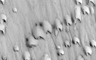 <h1>PIA02069:  Frost-covered dunes</h1><div class="PIA02069" lang="en" style="width:548px;text-align:left;margin:auto;background-color:#000;padding:10px;max-height:150px;overflow:auto;"><p>MOC image of dunes in Chasma Boreale, a giant trough in the north polar cap. This September 1998 view shows dark sand emergent from beneath a veneer of bright frost left over from the northern winter that ended in July 1998.</p><br /><br /><a href="http://photojournal.jpl.nasa.gov/catalog/PIA02069" onclick="window.open(this.href); return false;" title="Voir l'image 	 PIA02069:  Frost-covered dunes	  sur le site de la NASA">Voir l'image 	 PIA02069:  Frost-covered dunes	  sur le site de la NASA.</a></div>