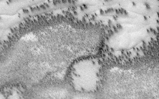 <h1>PIA02300:  Defrosting Polar Dunes--"They Look Like Bushes!"</h1><div class="PIA02300" lang="en" style="width:549px;text-align:left;margin:auto;background-color:#000;padding:10px;max-height:150px;overflow:auto;"><p>"They look like bushes!" That's what almost everyone says when they see the dark features found in pictures taken of sand dunes in the polar regions as they are beginning to defrost after a long, cold winter. It is hard to escape the fact that, at first glance, these images acquired by the Mars Global Surveyor (MGS) Mars Orbiter Camera (MOC) over both polar regions during the spring and summer seasons, do indeed resemble aerial photographs of sand dune fields on Earth--complete with vegetation growing on and around them! Of course, this is not what the features are, as we describe below and in related picture captions. Still, don't they look like vegetation to you? Shown here are two views of the same MGS MOC image. On the left is the full scene, on the right is an expanded view of a portion of the scene on the left. The bright, smooth surfaces that are dotted with occasional, nearly triangular dark spots are sand dunes covered by winter frost.</p><p>The MGS MOC has been used over the past several months (April-August 1999) to monitor dark spots as they form and evolve on polar dune surfaces. The dark spots typically appear first along the lower margins of a dune--similar to the position of bushes and tufts of grass that occur in and among some sand dunes on Earth.</p><p>Because the martian air pressure is very low--100 times lower than at Sea Level on Earth--ice on Mars does not melt and become liquid when it warms up. Instead, ice sublimes--that is, it changes directly from solid to gas, just as "dry ice" does on Earth. As polar dunes emerge from the months-long winter night, and first become exposed to sunlight, the bright winter frost and snow begins to sublime. This process is not uniform everywhere on a dune, but begins in small spots and then over several months it spreads until the entire dune is spotted like a leopard.</p><p>The early stages of the defrosting process--as in the picture shown here--give the impression that something is "growing" on the dunes. The sand underneath the frost is dark, just like basalt beach sand in Hawaii. Once it is exposed to sunlight, the dark sand probably absorbs sunlight and helps speed the defrosting of each sand dune.</p><p>This picture was taken by MGS MOC on July 21, 1999. The dunes are located in the south polar region and are expected to be completely defrosted by November or December 1999. North is approximately up, and sunlight illuminates the scene from the upper left. The 500 meter scale bar equals 547 yards; the 300 meter scale is also 328 yards.</p><p>Malin Space Science Systems and the California Institute of Technology built the MOC using spare hardware from the Mars Observer mission. MSSS operates the camera from its facilities in San Diego, CA. The Jet Propulsion Laboratory's Mars Surveyor Operations Project operates the Mars Global Surveyor spacecraft with its industrial partner, Lockheed Martin Astronautics, from facilities in Pasadena, CA and Denver, CO.</p><br /><br /><a href="http://photojournal.jpl.nasa.gov/catalog/PIA02300" onclick="window.open(this.href); return false;" title="Voir l'image 	 PIA02300:  Defrosting Polar Dunes--"They Look Like Bushes!"	  sur le site de la NASA">Voir l'image 	 PIA02300:  Defrosting Polar Dunes--"They Look Like Bushes!"	  sur le site de la NASA.</a></div>