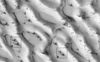 <h1>PIA02303:  Defrosting Polar Dunes--Dark Spots and Wind Streaks</h1><div class="PIA02303" lang="en" style="width:598px;text-align:left;margin:auto;background-color:#000;padding:10px;max-height:150px;overflow:auto;"><p>The first time that the Mars Global Surveyor (MGS) Mars Orbiter Camera (MOC)team saw dark spots on defrosting dune surfaces was in August and September of 1998. At that time, it was the north polar seasonal frost cap that was subliming away (more recent images from 1999 have shown the south polar frosts). This picture (above) shows a small portion of the giant dune field that surrounds the north polar region, as it appeared on August 23, 1998. At the time, it was early northern spring and the dunes were still covered with winter frost.</p><p>Dark spots had appeared on the north polar dunes, and many of them exhibited a radial or semi-radial pattern of dark streaks and streamers. At first, there was speculation that the streaks indicated that the defrosting process might somehow involve explosions! The dark spots seemed to resemble small craters with dark, radial ejecta. It seemed possible that frozen carbon dioxide trapped beneath water ice might somehow heat up, turn to gas, expand, and then "explode" in either a small blast or at least a "puff" of air similar to that which comes from the blowhole of a surfacing whale or seal.</p><p>The image shown here changed the earlier impression. The dark spots and streaks do not result from explosions. The spots--though not well understood--represent the earliest stages of defrosting on the sand dunes. The streaks, instead of being caused by small explosions, are instead the result of wind. In this picture, the fine, dark streaks show essentially identical orientations from spot to spot (e.g., compare the spots seen in boxes (a) and (b)). Each ray of dark material must result from wind blowing from a particular direction--for example, all of the spots in this picture exhibit a ray that points toward the upper left corner of the image, and each of these rays indicates the same wind regime. Each spot also has a ray pointing toward the lower right and top/upper-right. These, too, must indicate periods when the wind was strong enough to move materials, consistently, in only one direction.</p><p>The sand that makes up the north polar dunes is dark. Each spot and streak is composed of the dune sand. The bright surfaces are all covered with frost. This picture is located near 76.9°N, 271.2°W, in the north polar sand sea. Illumination is from the lower left. The 200 meter scale also indicates a distance of 656 feet.</p><p>Malin Space Science Systems and the California Institute of Technology built the MOC using spare hardware from the Mars Observer mission. MSSS operates the camera from its facilities in San Diego, CA. The Jet Propulsion Laboratory's Mars Surveyor Operations Project operates the Mars Global Surveyor spacecraft with its industrial partner, Lockheed Martin Astronautics, from facilities in Pasadena, CA and Denver, CO.</p><br /><br /><a href="http://photojournal.jpl.nasa.gov/catalog/PIA02303" onclick="window.open(this.href); return false;" title="Voir l'image 	 PIA02303:  Defrosting Polar Dunes--Dark Spots and Wind Streaks	  sur le site de la NASA">Voir l'image 	 PIA02303:  Defrosting Polar Dunes--Dark Spots and Wind Streaks	  sur le site de la NASA.</a></div>