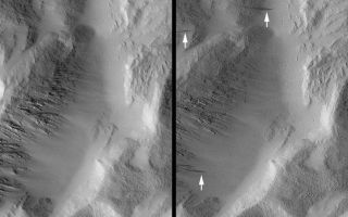 <h1>PIA03226:  Changes Over a Martian Year -- New Dark Slope Streaks in Lycus Sucli</h1><div class="PIA03226" lang="en" style="width:800px;text-align:left;margin:auto;background-color:#000;padding:10px;max-height:150px;overflow:auto;"><p>Now in its Extended Mission, Mars Global Surveyor (MGS) is into its second Mars year of systematic observations of the red planet. With the Extended Mission slated to run through April 2002, the Mars Orbiter Camera (MOC) is being used, among other things, to look for changes that have occurred in the past martian year. Because Mars is farther from the Sun than Earth, its year is longer--about 687 Earth days.<p>The two pictures shown here cover the same portion of Lycus Sulci, a rugged, ridged terrain north of the giant Olympus Mons volcano. The interval between the pictures span 92% of a martian year (August 2, 1999 to April 27, 2001). Dark streaks considered to result from the avalanching of dry, fine, bright dust are seen in both images. The disruption of the surface by the avalanching materials is thought to cause them to appear darker than their surroundings, just as the 1997 bouncing of Mars Pathfinder's airbags and the tire tracks made by the Sojourner rover left darkened markings indicating where the martian soil had been disrupted and disturbed. The arrows in the April 2001 picture indicate eight new streaks that formed on these slopes in Lycus Sulci since August 1999. These observations suggest that a new streak forms approximately once per martian year per kilometer (about 0.62 miles) along a slope.<p>In both images, north is toward the top/upper right and sunlight illuminates each from the left. Dark (as well bright) slope streaks are most common in the dust-covered martian regions of Tharsis, Arabia, and Elysium.<br /><br /><a href="http://photojournal.jpl.nasa.gov/catalog/PIA03226" onclick="window.open(this.href); return false;" title="Voir l'image 	 PIA03226:  Changes Over a Martian Year -- New Dark Slope Streaks in Lycus Sucli	  sur le site de la NASA">Voir l'image 	 PIA03226:  Changes Over a Martian Year -- New Dark Slope Streaks in Lycus Sucli	  sur le site de la NASA.</a></div>