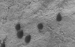<h1>PIA03258:  Copernicus Dunes</h1><div class="PIA03258" lang="en" style="width:512px;text-align:left;margin:auto;background-color:#000;padding:10px;max-height:150px;overflow:auto;"><p>22 December 2005<br />This Mars Global Surveyor (MGS) Mars Orbiter Camera (MOC) image shows dark teardrop-shaped sand dunes in eastern Copernicus Crater. The winds responsible for these dunes generally blow from the south-southwest (lower left).</p><p>Location near: 48.7°S, 167.4°W <br />Image width: ~3 km (~1.9 mi) <br />Illumination from: upper left <br />Season: Southern Summer </p><br /><br /><a href="http://photojournal.jpl.nasa.gov/catalog/PIA03258" onclick="window.open(this.href); return false;" title="Voir l'image 	 PIA03258:  Copernicus Dunes	  sur le site de la NASA">Voir l'image 	 PIA03258:  Copernicus Dunes	  sur le site de la NASA.</a></div>