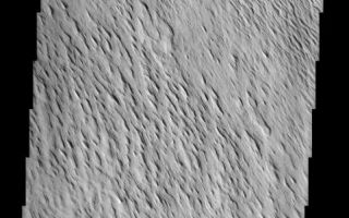 <h1>PIA03770:  Medusae Fossae Formation</h1><div class="PIA03770" lang="en" style="width:481px;text-align:left;margin:auto;background-color:#000;padding:10px;max-height:150px;overflow:auto;"><br>(Released 16 April 2002)<br><b>The Science</b><br><br>This THEMIS visible image was acquired near 11° N, 159° W (201° E) and shows examples of the remarkable variations that can be seen in the erosion of the Medusae Fossae Formation. This Formation is a soft, easily eroded deposit that extends for nearly 1,000 km along the equator of Mars. In this region, like many others throughout the Medusae Fossae Formation, the surface has been eroded by the wind into a series of linear ridges called yardangs. These ridges generally point in direction of the prevailing winds that carved them, and demonstrate the power of martian winds to erode the landscape of Mars. The easily eroded nature of the Medusae Fossae Formation suggests that it is composed of weakly cemented particles, and was most likely formed by the deposition of wind-blown dust or volcanic ash. Within this single image it is possible to see differing amounts of erosion and stripping of layers in the Medusae Fossae Formation. Near the bottom (southern) edge of the image a rock layer with a relatively smooth upper surface covers much of the image. Moving upwards (north) in the image this layer becomes more and more eroded. At first there are isolated regions where the smooth unit has been eroded to produce sets of parallel ridges and knobs. Further north these linear knobs increase in number, and only small, isolated patches of the smooth upper surface remain. Finally, at the top of the image, even the ridges have been removed, exposing the remarkably smooth top of hard, resistant layer below. This sequence of layers with differing hardness and resistance to erosion is common on Earth and on Mars, and suggests significant variations in the physical properties, composition, particle size, and/or cementation of these martian layers. As is common throughout the Medusae Fossae Formation, very few impact craters are visible, indicating that the surface exposed is relatively young, and that the process of erosion may be active today.<br><br><b>The Story</b><br>"Yardang!"<br><br>Now, that may seem like a peculiar-sounding curse word, but nobody would get in trouble for using it. A yardang is one of the very cool-sounding words geologists use to describe long, irregular features like the ones seen in this image. Yardangs are grooved, furrowed ridges that form as the wind erodes away weakly cemented material in the region. Rippling across the surface, yardangs tell the story of how the powerful Martian wind carved the surface into such a gorgeous pattern over time. (Don't miss clicking on the above image to see a detailed view, in which the beauty and almost dance-like symmetry of the waving terrain pops out in highly compelling, three-dimensional texture.)<br><br>It may be easy to see which way the wind blows in this area, since these streamlined features point in the direction of prevailing winds. But how can geologists understand the various kinds of terrain seen here? First, they have to study the different patterns of erosion, looking closely at how the wind has stripped off certain layers and not others.<br><br>Want to be a geologist yourself? Start at the bottom of the image and scroll upward, and see how the relatively smooth, higher terrain toward the south gradually becomes more and more eroded. Moving up the image, at first you?ll see only a few, isolated regions of parallel ridges and knolls. Go a little farther north with your eyes (toward the center of the image), and you?ll see how these linear knobs really get going! Once you get to the top of the image, only patches of these grooved ridges remain, leaving an incredibly smooth, wind-scrubbed surface behind. You know this layer has to be made of pretty hard material, because it seems impervious to further erosion.<br><br>Geologists studying Mars can compare these Martian yardangs to examples found on Earth, such as those in the Lut desert of Iran. Humans have even been known to use the wind as their inspiration, sculpting the shape of yardangs themselves. The famous sphynx at Giza in Egypt is thought to be a yardang that's been whittled down a little more by ancient human chiselers.<br /><br /><a href="http://photojournal.jpl.nasa.gov/catalog/PIA03770" onclick="window.open(this.href); return false;" title="Voir l'image 	 PIA03770:  Medusae Fossae Formation	  sur le site de la NASA">Voir l'image 	 PIA03770:  Medusae Fossae Formation	  sur le site de la NASA.</a></div>