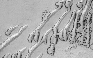 <h1>PIA04588:  Defrosting Sand Dunes</h1><div class="PIA04588" lang="en" style="width:540px;text-align:left;margin:auto;background-color:#000;padding:10px;max-height:150px;overflow:auto;">MGS MOC Release No. MOC2-399, 22 June 2003<p>When spring comes to the southern hemisphere of Mars, dark spots begin to form on sand dunes covered with carbon dioxide frost. This Mars Global Surveyor (MGS) Mars Orbiter Camera (MOC) image shows a dune field near 61.8°S, 160.5°W in early spring. The processes that form the dark spots remain mysterious. The spots might form at the locations of the thinnest frost, the coarsest sand grains, or at interfaces between two different types of material surfaces (e.g., between dune and surrounding plain). The area shown here is illuminated from the upper left and covers an area 3 km (1.9 mi) wide.<p><br /><br /><a href="http://photojournal.jpl.nasa.gov/catalog/PIA04588" onclick="window.open(this.href); return false;" title="Voir l'image 	 PIA04588:  Defrosting Sand Dunes	  sur le site de la NASA">Voir l'image 	 PIA04588:  Defrosting Sand Dunes	  sur le site de la NASA.</a></div>