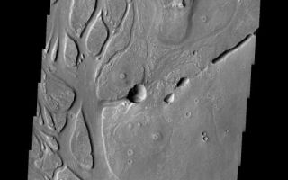 <h1>PIA05664:  Channels in Elysium Planitia</h1><div class="PIA05664" lang="en" style="width:554px;text-align:left;margin:auto;background-color:#000;padding:10px;max-height:150px;overflow:auto;"><a href="/figures/PIA05664_fig1.jpg"> </a><br /><p />Released 30 March 2004<p />The Odyssey spacecraft has completed a full Mars year of observations of the red planet. For the next several weeks the Image of the Day will look back over this first mars year. It will focus on four themes: 1) the poles - with the seasonal changes seen in the retreat and expansion of the caps; 2) craters - with a variety of morphologies relating to impact materials and later alteration, both infilling and exhumation; 3) channels - the clues to liquid surface flow; and 4) volcanic flow features. While some images have helped answer questions about the history of Mars, many have raised new questions that are still being investigated as Odyssey continues collecting data as it orbits Mars.<p />The image shows an area in Elysium Planitia near Isidis Planitia. It was acquired May 17, 2002 during northern spring. The local time is 3:30pm. The image shows channels and collapsed lava-tubes. The channel formation is surface controlled, while the lava-tube creation is mainly structurally controlled.<p />Image information: VIS instrument. Latitude 21.6, Longitude 125.5 East (234.5 West). 19 meter/pixel resolution.<p />Note: this THEMIS visual image has not been radiometrically nor geometrically calibrated for this preliminary release. An empirical correction has been performed to remove instrumental effects. A linear shift has been applied in the cross-track and down-track direction to approximate spacecraft and planetary motion. Fully calibrated and geometrically projected images will be released through the Planetary Data System in accordance with Project policies at a later time.<p />NASA's Jet Propulsion Laboratory manages the 2001 Mars Odyssey mission for NASA's Office of Space Science, Washington, D.C. The Thermal Emission Imaging System (THEMIS) was developed by Arizona State University, Tempe, in collaboration with Raytheon Santa Barbara Remote Sensing. The THEMIS investigation is led by Dr. Philip Christensen at Arizona State University. Lockheed Martin Astronautics, Denver, is the prime contractor for the Odyssey project, and developed and built the orbiter. Mission operations are conducted jointly from Lockheed Martin and from JPL, a division of the California Institute of Technology in Pasadena.<br /><br /><a href="http://photojournal.jpl.nasa.gov/catalog/PIA05664" onclick="window.open(this.href); return false;" title="Voir l'image 	 PIA05664:  Channels in Elysium Planitia	  sur le site de la NASA">Voir l'image 	 PIA05664:  Channels in Elysium Planitia	  sur le site de la NASA.</a></div>