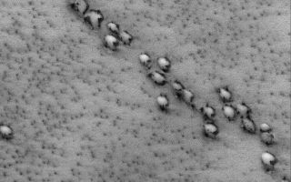 <h1>PIA06809:  Aligned Defrosting Dunes</h1><div class="PIA06809" lang="en" style="width:672px;text-align:left;margin:auto;background-color:#000;padding:10px;max-height:150px;overflow:auto;"><p>17 August 2004<br />This July 2004 Mars Global Surveyor (MGS) Mars Orbiter Camera (MOC) image shows a group of aligned barchan sand dunes in the martian north polar region. At the time, the dunes were covered with seasonal frost, but the frost had begun to sublime away, leaving dark spots and dark outlines around the dunes. The surrounding plains exhibit small, diffuse spots that are also the result of subliming seasonal frost. This northern spring image, acquired on a descending ground track (as MGS was moving north to south on the "night" side of Mars) is located near 78.8°N, 34.8°W. The image covers an area about 3 km (1.9 mi) across and sunlight illuminates the scene from the upper left.</p><br /><br /><a href="http://photojournal.jpl.nasa.gov/catalog/PIA06809" onclick="window.open(this.href); return false;" title="Voir l'image 	 PIA06809:  Aligned Defrosting Dunes	  sur le site de la NASA">Voir l'image 	 PIA06809:  Aligned Defrosting Dunes	  sur le site de la NASA.</a></div>