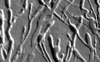 <h1>PIA07056:  Ascraeus Mons Collapse Pits</h1><div class="PIA07056" lang="en" style="width:228px;text-align:left;margin:auto;background-color:#000;padding:10px;max-height:150px;overflow:auto;"><p><a href="/figures/PIA07056_fig1.jpg"> </a><br /><p>We will be looking at collapse pits for the next two weeks. Collapse pits on Mars are formed in several ways. In volcanic areas, channelized lava flows can form roofs which insulate the flowing lava. These features are termed lava tubes on Earth and are common features in basaltic flows. After the lava has drained, parts of the roof of the tube will collapse under its own weight. These collapse pits will only be as deep as the bottom of the original lava tube. Another type of collapse feature associated with volcanic areas arises when very large eruptions completely evacuate the magma chamber beneath the volcano. The weight of the volcano will cause the entire edifice to subside into the void space below it. Structural features including fractures and graben will form during the subsidence. Many times collapse pits will form within the graben. In addition to volcanic collapse pits, Mars has many collapse pits formed when volatiles (such as subsurface ice) are released from the surface layers. As the volatiles leave, the weight of the surrounding rock causes collapse pits to form.</p><p>These collapse pits are found on the flank of Ascraeus Mons. The pits and channels are all related to lava tube formation and emptying.</p><p>Image information: IR instrument. Latitude 8, Longitude 253.9 East (106.1 West). 100 meter/pixel resolution.</p><p>Note: this THEMIS visual image has not been radiometrically nor geometrically calibrated for this preliminary release. An empirical correction has been performed to remove instrumental effects. A linear shift has been applied in the cross-track and down-track direction to approximate spacecraft and planetary motion. Fully calibrated and geometrically projected images will be released through the Planetary Data System in accordance with Project policies at a later time.</p><p>NASA's Jet Propulsion Laboratory manages the 2001 Mars Odyssey mission for NASA's Office of Space Science, Washington, D.C. The Thermal Emission Imaging System (THEMIS) was developed by Arizona State University, Tempe, in collaboration with Raytheon Santa Barbara Remote Sensing. The THEMIS investigation is led by Dr. Philip Christensen at Arizona State University. Lockheed Martin Astronautics, Denver, is the prime contractor for the Odyssey project, and developed and built the orbiter. Mission operations are conducted jointly from Lockheed Martin and from JPL, a division of the California Institute of Technology in Pasadena.</p><br /><br /><a href="http://photojournal.jpl.nasa.gov/catalog/PIA07056" onclick="window.open(this.href); return false;" title="Voir l'image 	 PIA07056:  Ascraeus Mons Collapse Pits	  sur le site de la NASA">Voir l'image 	 PIA07056:  Ascraeus Mons Collapse Pits	  sur le site de la NASA.</a></div>