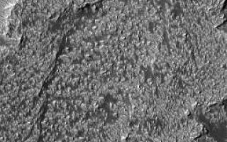 <h1>PIA07435:  Daedalia Lavas</h1><div class="PIA07435" lang="en" style="width:258px;text-align:left;margin:auto;background-color:#000;padding:10px;max-height:150px;overflow:auto;"><p>6 March 2005 <br />This Mars Global Surveyor (MGS) Mars Orbiter Camera (MOC) image shows the surface of lava flows in eastern Daedalia Planum.</p><p>Location near: 19.8°S, 118.8°W <br />Image width: ~3 km (~1.9 mi) <br />Illumination from: upper left <br />Season: Southern Winter <br /></p><br /><br /><a href="http://photojournal.jpl.nasa.gov/catalog/PIA07435" onclick="window.open(this.href); return false;" title="Voir l'image 	 PIA07435:  Daedalia Lavas	  sur le site de la NASA">Voir l'image 	 PIA07435:  Daedalia Lavas	  sur le site de la NASA.</a></div>