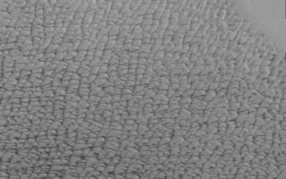 <h1>PIA07819:  Isolated Northern Dunes</h1><div class="PIA07819" lang="en" style="width:413px;text-align:left;margin:auto;background-color:#000;padding:10px;max-height:150px;overflow:auto;"><a href="/figures/PIA07819_fig1.jpg"></a><br /><p>Our topic for the weeks of April 4 and April 11 is dunes on Mars. We will look at the north polar sand sea and at isolated dune fields at lower latitudes. Sand seas on Earth are often called "ergs," an Arabic name for dune field. A sand sea differs from a dune field in two ways: 1) a sand sea has a large regional extent, and 2) the individual dunes are large in size and complex in form.</p><p>This VIS image was taken at 81 degrees North latitude during Northern spring. In this region, the dunes are isolated from each other. The dunes are just starting to emerge from the winter frost covering appearing dark with bright crests. These dunes are located on top of ice.</p><p>Image information: VIS instrument. Latitude 82.1, Longitude 191.3 East (168.7 West). 19 meter/pixel resolution.</p><p>Note: this THEMIS visual image has not been radiometrically nor geometrically calibrated for this preliminary release. An empirical correction has been performed to remove instrumental effects. A linear shift has been applied in the cross-track and down-track direction to approximate spacecraft and planetary motion. Fully calibrated and geometrically projected images will be released through the Planetary Data System in accordance with Project policies at a later time.</p><p>NASA's Jet Propulsion Laboratory manages the 2001 Mars Odyssey mission for NASA's Office of Space Science, Washington, D.C. The Thermal Emission Imaging System (THEMIS) was developed by Arizona State University, Tempe, in collaboration with Raytheon Santa Barbara Remote Sensing. The THEMIS investigation is led by Dr. Philip Christensen at Arizona State University. Lockheed Martin Astronautics, Denver, is the prime contractor for the Odyssey project, and developed and built the orbiter. Mission operations are conducted jointly from Lockheed Martin and from JPL, a division of the California Institute of Technology in Pasadena.</p><br /><br /><a href="http://photojournal.jpl.nasa.gov/catalog/PIA07819" onclick="window.open(this.href); return false;" title="Voir l'image 	 PIA07819:  Isolated Northern Dunes	  sur le site de la NASA">Voir l'image 	 PIA07819:  Isolated Northern Dunes	  sur le site de la NASA.</a></div>