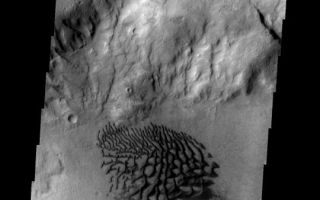 <h1>PIA08103:  Dunes</h1><div class="PIA08103" lang="en" style="width:540px;text-align:left;margin:auto;background-color:#000;padding:10px;max-height:150px;overflow:auto;"><p><a href="/figures/PIA08103_fig1.jpg"></a><br><b>Context image for PIA08103<br />Dunes</b></p><p>These dunes are located on the floor of Bunge Crater.<p>Image information: VIS instrument. Latitude -33.4N, Longitude 311.2E. 17 meter/pixel resolution.</p><p>Please see the <a href="http://themis.asu.edu/terms" target="_blank">THEMIS Data Citation Note</a> for details on crediting THEMIS images. </p><p>Note: this THEMIS visual image has not been radiometrically nor geometrically calibrated for this preliminary release. An empirical correction has been performed to remove instrumental effects. A linear shift has been applied in the cross-track and down-track direction to approximate spacecraft and planetary motion. Fully calibrated and geometrically projected images will be released through the Planetary Data System in accordance with Project policies at a later time.</p><p>NASA's Jet Propulsion Laboratory manages the 2001 Mars Odyssey mission for NASA's Office of Space Science, Washington, D.C. The Thermal Emission Imaging System (THEMIS) was developed by Arizona State University, Tempe, in collaboration with Raytheon Santa Barbara Remote Sensing. The THEMIS investigation is led by Dr. Philip Christensen at Arizona State University. Lockheed Martin Astronautics, Denver, is the prime contractor for the Odyssey project, and developed and built the orbiter. Mission operations are conducted jointly from Lockheed Martin and from JPL, a division of the California Institute of Technology in Pasadena.</p><br /><br /><a href="http://photojournal.jpl.nasa.gov/catalog/PIA08103" onclick="window.open(this.href); return false;" title="Voir l'image 	 PIA08103:  Dunes	  sur le site de la NASA">Voir l'image 	 PIA08103:  Dunes	  sur le site de la NASA.</a></div>