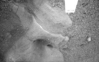 <h1>PIA10761:  Martian Surface Beneath Phoenix Lander</h1><div class="PIA10761" lang="en" style="width:512px;text-align:left;margin:auto;background-color:#000;padding:10px;max-height:150px;overflow:auto;"><p>This is an image of the Martian surface taken by NASA's Phoenix Mars Lander's Robotic Arm Camera (RAC) on the fifth Martian day of the mission, or Sol 5 (May 30, 2008). It was taken to show a more detailed image of the feature informally called "Snow Queen," located just beneath the lander. The holes in the image are located under Phoenix's thrusters.</p><p>The Phoenix Mission is led by the University of Arizona, Tucson, on behalf of NASA. Project management of the mission is by NASA's Jet Propulsion Laboratory, Pasadena, Calif. Spacecraft development is by Lockheed Martin Space Systems, Denver.<br /><br /><a href="http://photojournal.jpl.nasa.gov/catalog/PIA10761" onclick="window.open(this.href); return false;" title="Voir l'image 	 PIA10761:  Martian Surface Beneath Phoenix Lander	  sur le site de la NASA">Voir l'image 	 PIA10761:  Martian Surface Beneath Phoenix Lander	  sur le site de la NASA.</a></div>