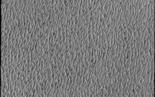 <h1>PIA10818:  Polar Dunes</h1><div class="PIA10818" lang="en" style="width:489px;text-align:left;margin:auto;background-color:#000;padding:10px;max-height:150px;overflow:auto;"><p><a href="/figures/PIA10818_fig1.jpg"></a><br><b>Context image for PIA10818<br />Polar Dunes</b></p><p>Spring in the northern polar region means the return of the sun. This image shows a small portion of the north polar sand sea, an immense region of sand dunes. The dunes are just starting to shed their winter frost and will darken as spring becomes summer and the dark sand is revealed.<p>Image information: VIS instrument. Latitude 82.1N, Longitude 182.3E. 20 meter/pixel resolution.</p><p>Please see the <a href="http://themis.asu.edu/terms" target="_blank">THEMIS Data Citation Note</a> for details on crediting THEMIS images.</p><p>Note: this THEMIS visual image has not been radiometrically nor geometrically calibrated for this preliminary release. An empirical correction has been performed to remove instrumental effects. A linear shift has been applied in the cross-track and down-track direction to approximate spacecraft and planetary motion. Fully calibrated and geometrically projected images will be released through the Planetary Data System in accordance with Project policies at a later time.</p><p>NASA's Jet Propulsion Laboratory manages the 2001 Mars Odyssey mission for NASA's Office of Space Science, Washington, D.C. The Thermal Emission Imaging System (THEMIS) was developed by Arizona State University, Tempe, in collaboration with Raytheon Santa Barbara Remote Sensing. The THEMIS investigation is led by Dr. Philip Christensen at Arizona State University. Lockheed Martin Astronautics, Denver, is the prime contractor for the Odyssey project, and developed and built the orbiter. Mission operations are conducted jointly from Lockheed Martin and from JPL, a division of the California Institute of Technology in Pasadena.<br /><br /><a href="http://photojournal.jpl.nasa.gov/catalog/PIA10818" onclick="window.open(this.href); return false;" title="Voir l'image 	 PIA10818:  Polar Dunes	  sur le site de la NASA">Voir l'image 	 PIA10818:  Polar Dunes	  sur le site de la NASA.</a></div>