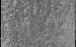 <h1>PIA11292:  Polar Dunes</h1><div class="PIA11292" lang="en" style="width:468px;text-align:left;margin:auto;background-color:#000;padding:10px;max-height:150px;overflow:auto;"><p><a href="/figures/PIA11292_fig1.png"></a><br><b>Context image for PIA11292<br />Polar Dunes</b></p><p>This VIS image shows a small part of the north polar sand sea [or erg]. In this region individual dunes are coalescing into large dune groups.<p>Image information: VIS instrument. Latitude 77.0N, Longitude 309.5E. 20 meter/pixel resolution.</p><p>Please see the <a href="http://themis.asu.edu/terms" target="_blank">THEMIS Data Citation Note</a> for details on crediting THEMIS images.</p><p>Note: this THEMIS visual image has not been radiometrically nor geometrically calibrated for this preliminary release. An empirical correction has been performed to remove instrumental effects. A linear shift has been applied in the cross-track and down-track direction to approximate spacecraft and planetary motion. Fully calibrated and geometrically projected images will be released through the Planetary Data System in accordance with Project policies at a later time.</p><p>NASA's Jet Propulsion Laboratory manages the 2001 Mars Odyssey mission for NASA's Office of Space Science, Washington, D.C. The Thermal Emission Imaging System (THEMIS) was developed by Arizona State University, Tempe, in collaboration with Raytheon Santa Barbara Remote Sensing. The THEMIS investigation is led by Dr. Philip Christensen at Arizona State University. Lockheed Martin Astronautics, Denver, is the prime contractor for the Odyssey project, and developed and built the orbiter. Mission operations are conducted jointly from Lockheed Martin and from JPL, a division of the California Institute of Technology in Pasadena.<br /><br /><a href="http://photojournal.jpl.nasa.gov/catalog/PIA11292" onclick="window.open(this.href); return false;" title="Voir l'image 	 PIA11292:  Polar Dunes	  sur le site de la NASA">Voir l'image 	 PIA11292:  Polar Dunes	  sur le site de la NASA.</a></div>