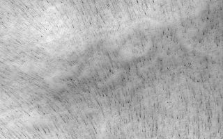 <h1>PIA04842:  Frosty Wind Streaks</h1><div class="PIA04842" lang="en" style="width:673px;text-align:left;margin:auto;background-color:#000;padding:10px;max-height:150px;overflow:auto;">MGS MOC Release No. MOC2-532, 2 November 2003<p />As seasonal polar frosts sublime away each spring, winds may re-distribute some of the frost or move sediment exposed from beneath the frost. This action creates ephemeral wind streaks that can be used by scientists seeking to study the local circulation of the martian [missing text] surveyor (MGS) Mars Orbiter Camera (MOC) image shows a suite of wind streaks created in subliming carbon dioxide frost. These dark streaks appear to conform to the shape of the slopes on which they occur, suggesting that slope winds play a dominant role in creating and orienting these streaks. This picture is located near 73.8°S, 305.7°W. The image is illuminated by sunlight from the upper left and covers an area 3 km (1.9 mi) wide. Winds responsible for the streaks generally blew from the bottom/right (south/southeast) toward the top/upper left (north/northwest).<br /><br /><a href="http://photojournal.jpl.nasa.gov/catalog/PIA04842" onclick="window.open(this.href); return false;" title="Voir l'image 	 PIA04842:  Frosty Wind Streaks	  sur le site de la NASA">Voir l'image 	 PIA04842:  Frosty Wind Streaks	  sur le site de la NASA.</a></div>