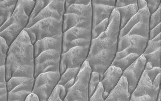 <h1>PIA05856:  Frosty Dune Field</h1><div class="PIA05856" lang="en" style="width:800px;text-align:left;margin:auto;background-color:#000;padding:10px;max-height:150px;overflow:auto;"><p>1 May 2004<br />This Mars Global Surveyor (MGS) Mars Orbiter Camera (MOC) image shows frost-covered sand dunes in the early northern spring of 2004 in the north polar region. Sunlight illuminates the dunes from the bottom/lower left, but frost on slopes facing the lower right create the illusion of sunlight from that direction. This dune field, which would appear quite dark in summertime, is located near 80.3°N, 148.7°W. The picture covers an area about 3 km (1.9 mi) across.</p><br /><br /><a href="http://photojournal.jpl.nasa.gov/catalog/PIA05856" onclick="window.open(this.href); return false;" title="Voir l'image 	 PIA05856:  Frosty Dune Field	  sur le site de la NASA">Voir l'image 	 PIA05856:  Frosty Dune Field	  sur le site de la NASA.</a></div>